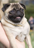 Pug
